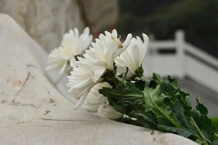 重庆专业殡葬一条龙